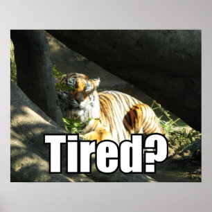 Póster Tiger Catnap
