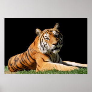 Póster Tiger Closeup