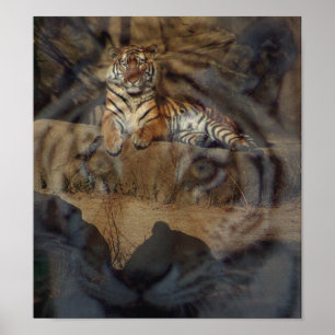 Póster Tiger Doubletake