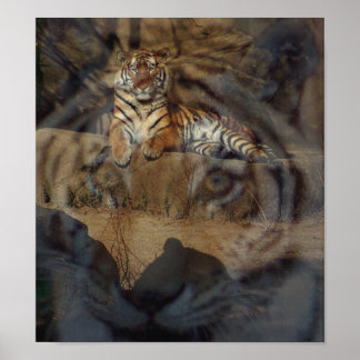 Póster Tiger Doubletake