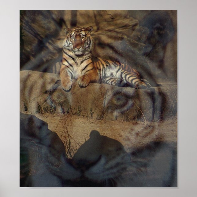 Póster Tiger Doubletake (Frente)