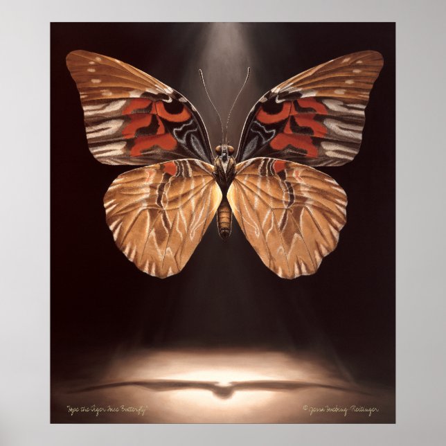Póster Tiger Face Butterfly Poster (Frente)