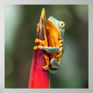 Póster Tiger Legged Monkey Tree Frog Green Orange