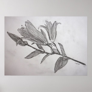Póster Tiger Lilis Lápiz Dibujar Flor Imprimir