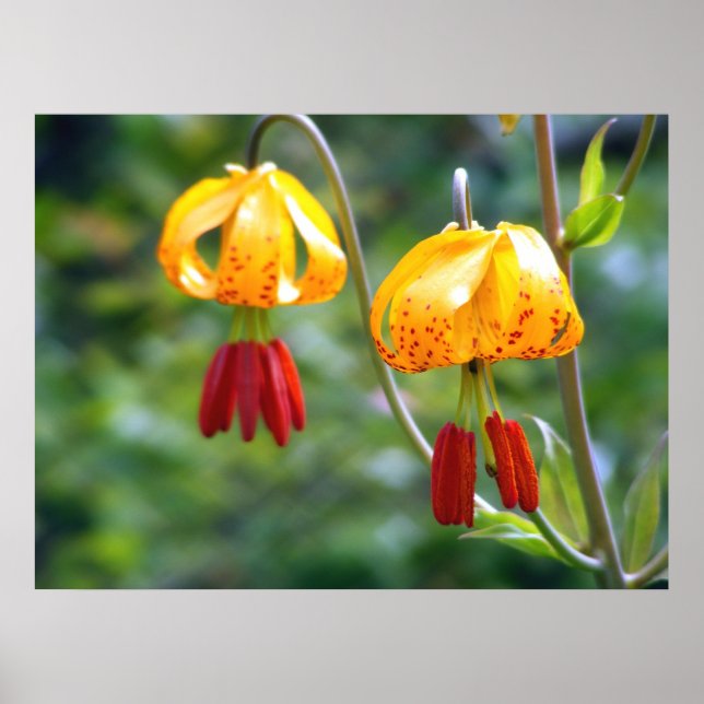 Póster Tiger Lillies (Frente)