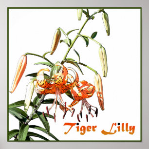 Póster Tiger Lilly