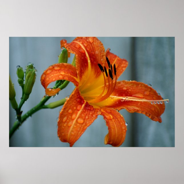 Póster Tiger Lily (Frente)