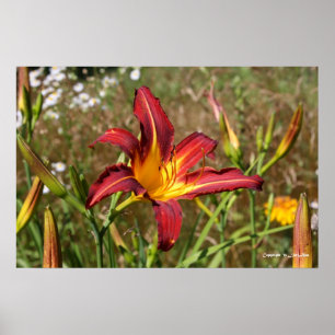 Póster Tiger Lily