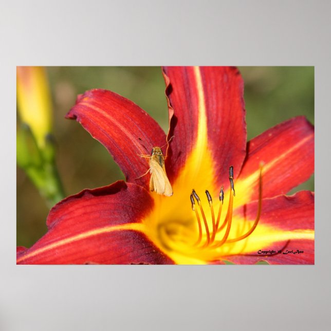 Póster Tiger Lily & Friend (Frente)