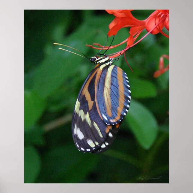 Póster Tiger Longwing Art Print -20x24 -también otros tam (Frente)