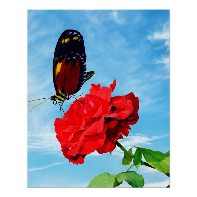 Póster Tiger longwing butterfly pollinating a rose Don Ju (Anverso)
