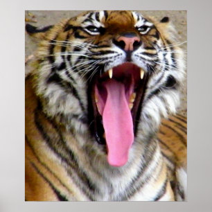 Póster Tiger Mouth_