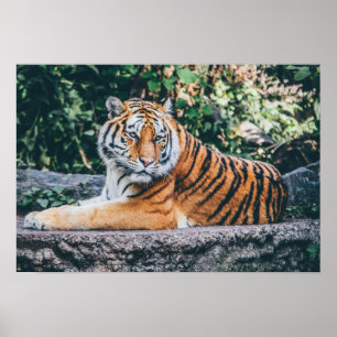 Póster Tiger Photo Poster