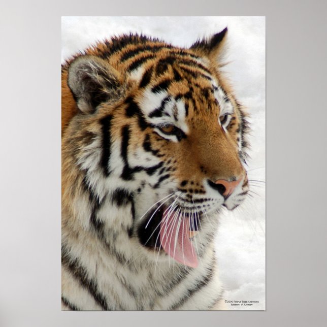 Póster Tiger Poster (Frente)