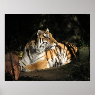 Póster Tiger Poster
