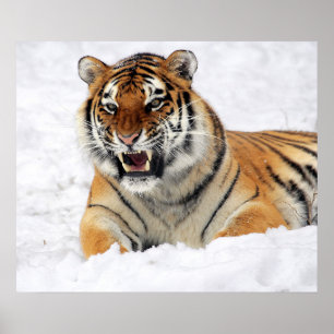 Póster Tiger Showing His Fangs While Laying On Snow