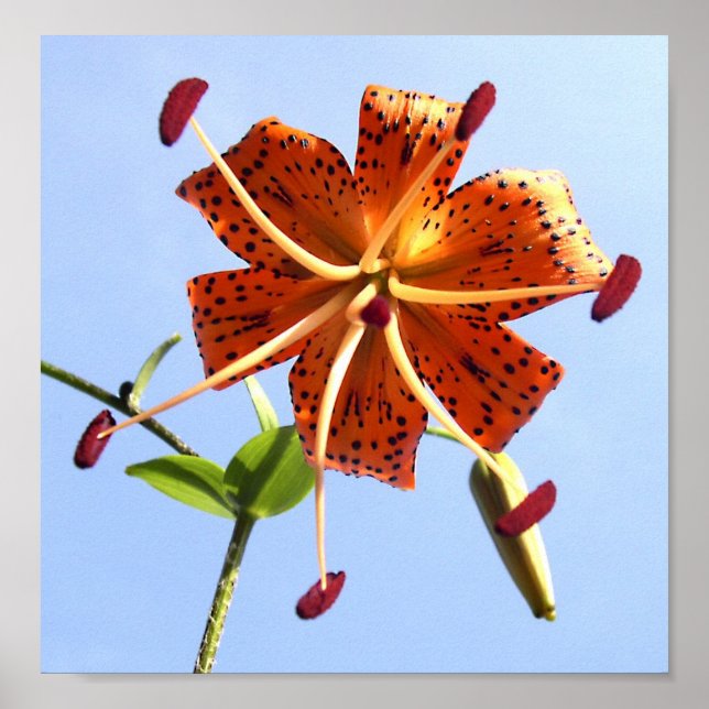 Póster Tiger Sky Poster (Frente)