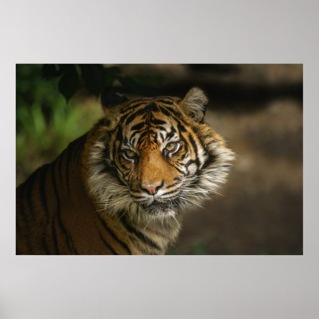 Póster Tiger Stare (Frente)