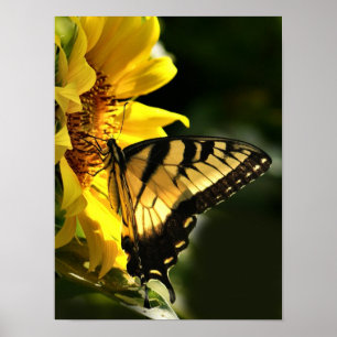 Póster Tiger Swallowtail
