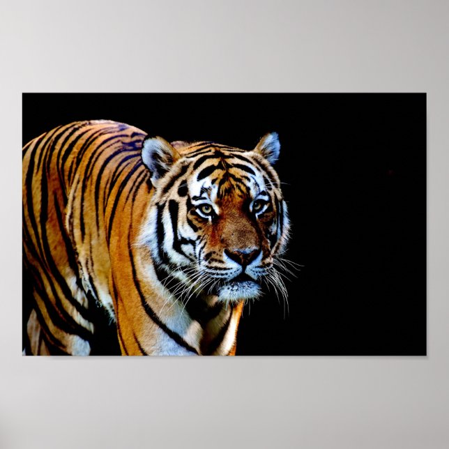 Póster Tiger With Black Background (Frente)