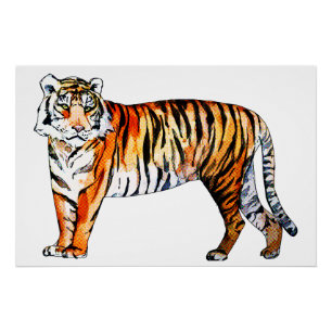 Póster Tigre