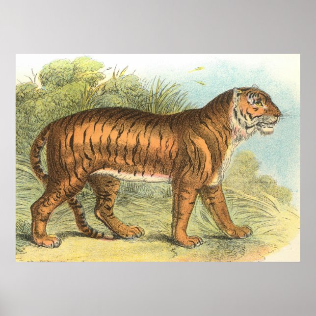 Póster Tigre (Frente)