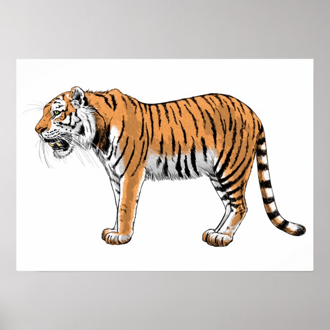 Póster Tigre (Frente)
