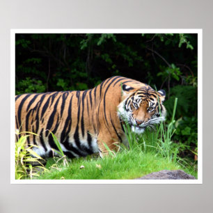 Póster Tigre