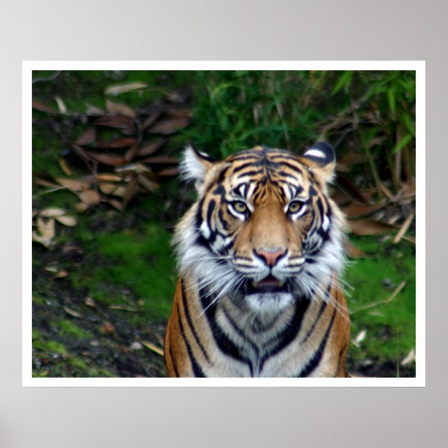 Póster Tigre (Frente)