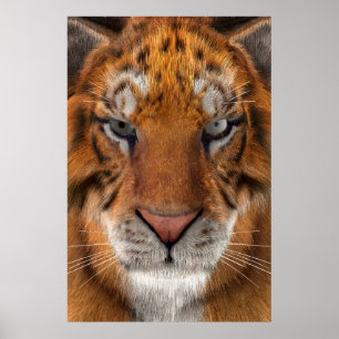 Póster Tigre