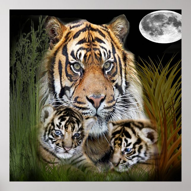 Póster Tigre (Frente)