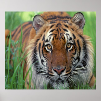 Póster Tigre
