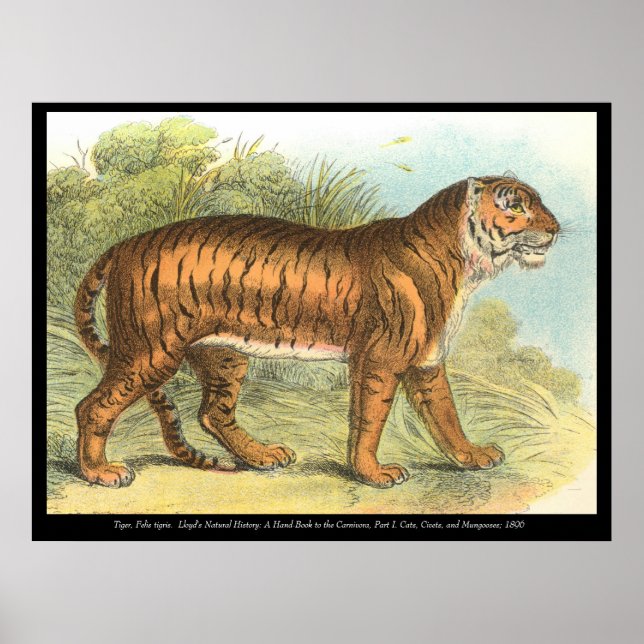 Póster Tigre (Frente)