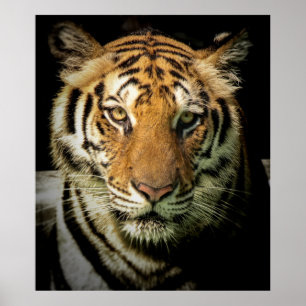 Póster tigre