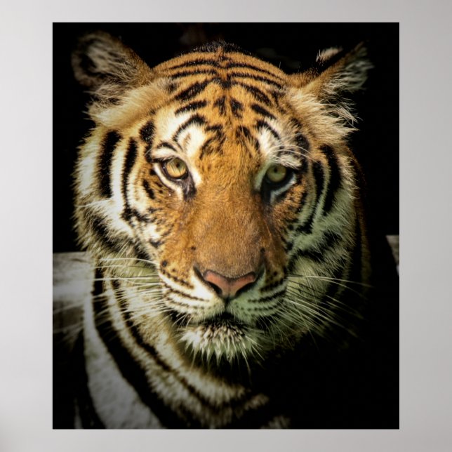 Póster tigre (Frente)
