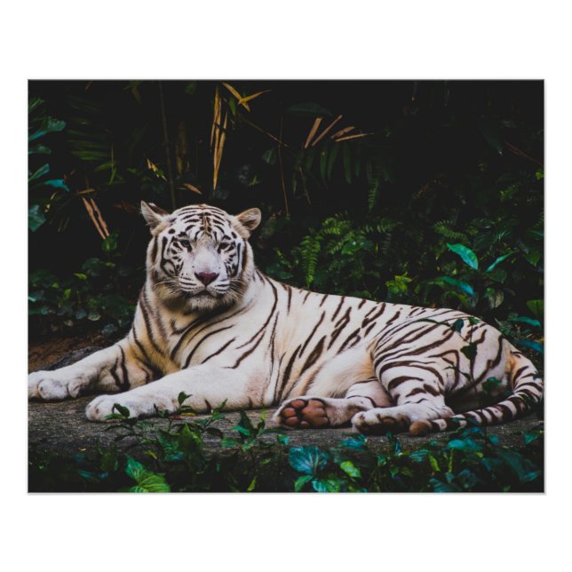 Póster Tigre (Anverso)