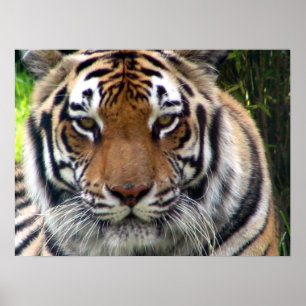 Póster Tigre - ascendente y personal cercanos