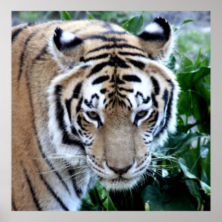 Póster Tigre asiático