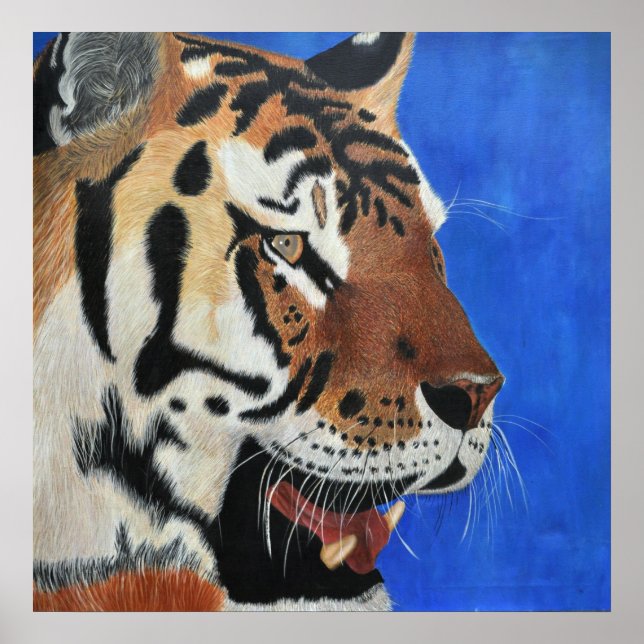 Póster Tigre azul (Frente)