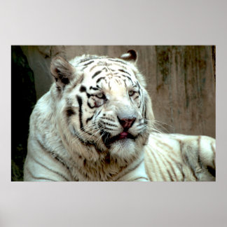 Póster Tigre blanco