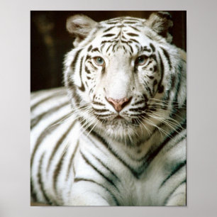 Póster Tigre blanco