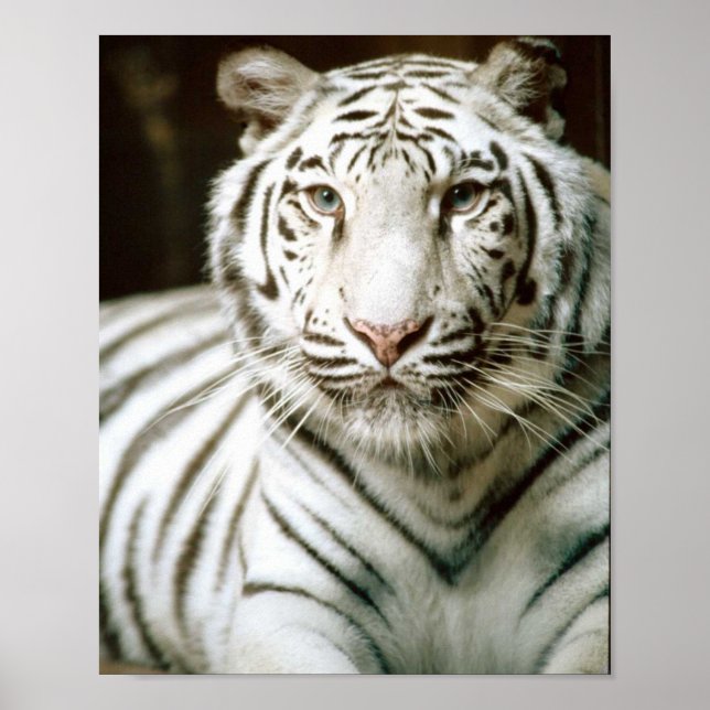 Póster Tigre blanco (Frente)