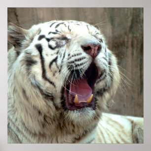 Póster Tigre blanco