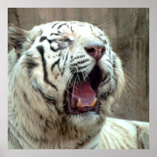 Póster Tigre blanco