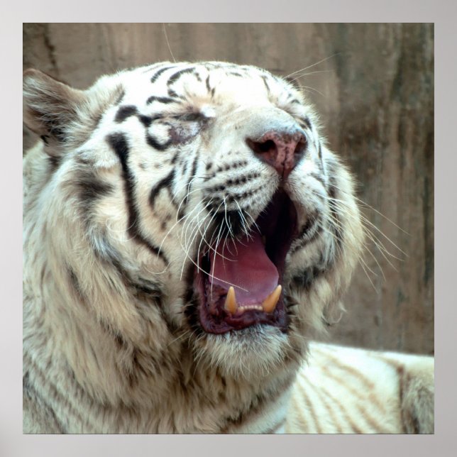 Póster Tigre blanco (Frente)