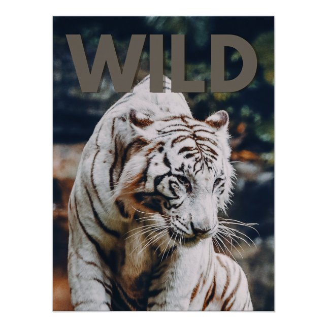 Póster Tigre blanco (Anverso)