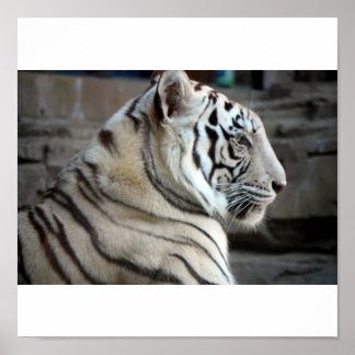 Póster Tigre blanco