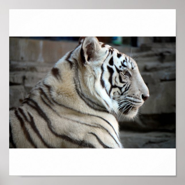 Póster Tigre blanco (Frente)