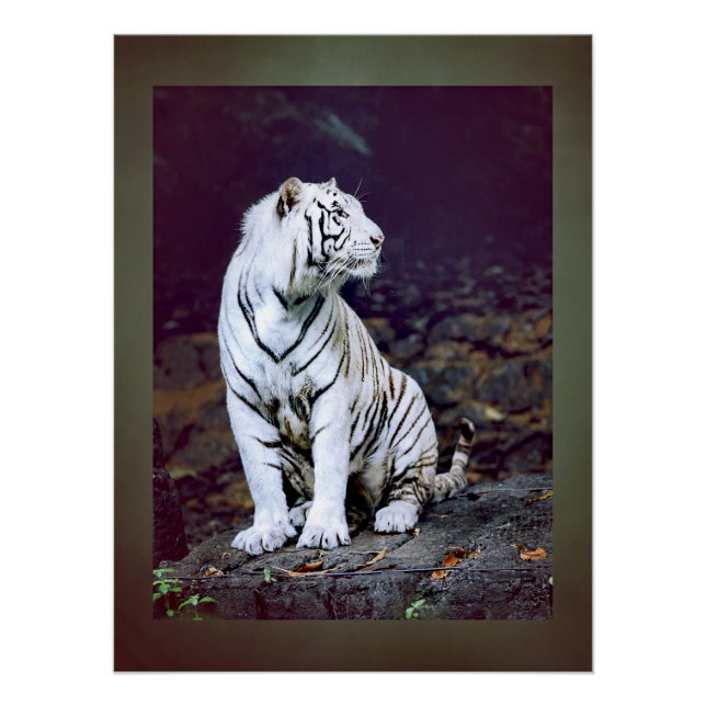 Póster Tigre blanco (Anverso)
