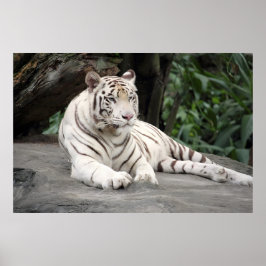 Póster Tigre Blanco Bengalí En La Roca